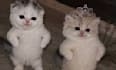 create viral funny dancing animal