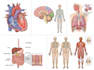 draw medical illustrations and diagrams