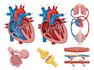 create medical illustration and diagram art