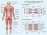 design medical and scientific illustration