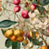 do a botanical illustration art