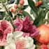 do a botanical illustration