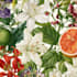 illustrate best botanical illustration