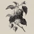 illustrate best botanical illustration
