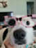 genx pet ugc videos