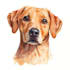draw your pet in watercolor