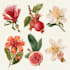 create botanical illustration of flowers,
