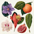 do a botanical illustration