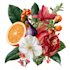 do a botanical illustration
