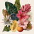 draw botanical illustrations of flowers