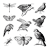 drsign authentic antique engraving and etching illustration