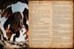 create custom dd monsters, magic items, encounters and rpg content