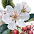make a botanical illustration