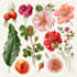illustrate best botanical illustration