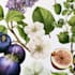 do a botanical illustration