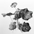 illustrate best botanical illustration