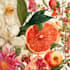 do a botanical illustration
