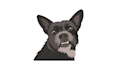 digitize your live pet images into a machine embroidery file