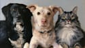 awesome custom pet portrait, dog portrait, cat portrait