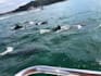be your travel planner in kumamoto