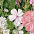 draw botanical and flower