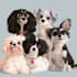 do unique disney pet portrait