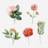 illustrate best botanical illustration