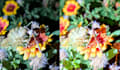 professional grade upscaling image video