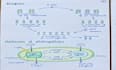 create clear biology notes and study materials