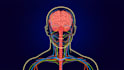 draw anatomy and medical vector illustration