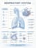 draw anatomy and medical vector illustration