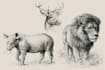 sketch your pet or animals