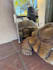 assist my two dogs or 70 lb tortoise in creating content
