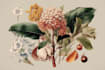 illustrate best botanical illustration