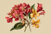 illustrate best botanical illustration