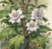 illustrate best botanical illustration