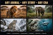 create wildlife animals documentary videos for you