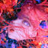draw beautiful anime art illustration or anime
