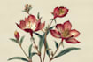 illustrate best botanical illustration