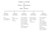 convert handwritten study notes into clean digital infographic flowcharts design