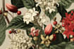 illustrate best botanical illustration
