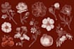 do custom a fruits botanical illustration