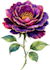 draw botanical illustrations of flowers