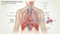 draw detailed medical illustrations