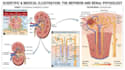 design medical and scientific illustration