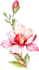 draw botanical illustrations of flowers