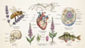 make scientific illustrations for you