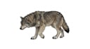 draw speculative evolution paleoart and more