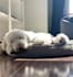 create authentic ugc videos for your pet brand