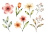 paint watercolor flowers and botanical illustrations